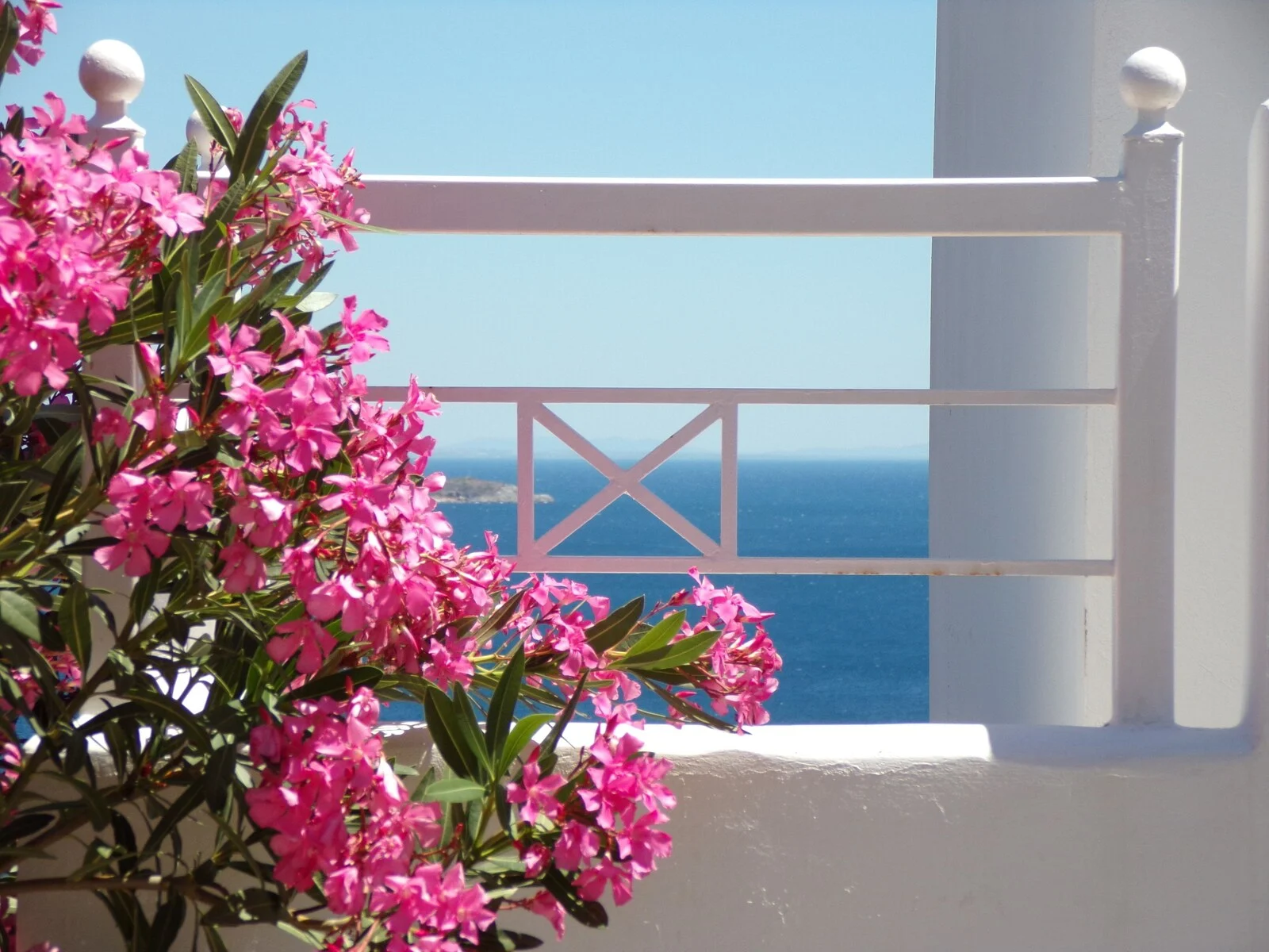 Bougainvillea beside the sea